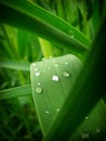 Cane with dew drops