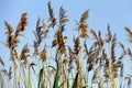 Cane flowers and Eurasian reed warbler bird in blue sky Royalty Free Stock Photo