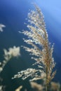 Cane flowers on the river, blue sky Royalty Free Stock Photo