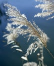 Cane flowers on the river, blue sky Royalty Free Stock Photo