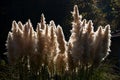 Cane flowers