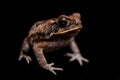 Cane or giant neotropical toad on black Royalty Free Stock Photo