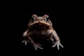 Cane or giant neotropical toad on black Royalty Free Stock Photo