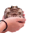 Cane or giant neotropical toad on white Royalty Free Stock Photo
