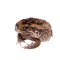Cane or giant neotropical toad on white Royalty Free Stock Photo