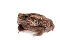 Cane or giant neotropical toad on white Royalty Free Stock Photo