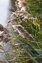 The cane, grass, grass at the road, a cane waves, a cane and the sun, a cane and wind Royalty Free Stock Photo