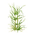 Cane grass hand drawn watercolor illustration. Green natural floral plant image. Sugar cane bush with green leaves