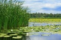 Cane and lilies on the lake Royalty Free Stock Photo