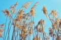 Cane is similar to tall trees in the sun. Reeds against the blue sky. Warm weather on a sunny day Royalty Free Stock Photo