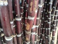 Cane sugar red and black stam of trees