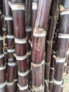 Cane sugar red and black stam of trees