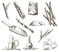 Cane sugar. Set of product from sugarcane plants. Engraving Hand drawn natural organic food and natural ingredients