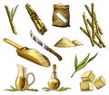 Cane sugar. Set of product from sugarcane plants. Engraving hand drawn natural organic food and natural ingredients