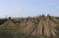 Cane tapers near a road