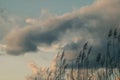 Cane thicket and clouds