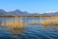 Cane thicket on lake Alserio (North Italy) Royalty Free Stock Photo