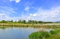 Cane thicket on the shore of the lake