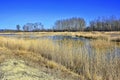 Cane thicket on the shore of the lake