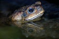 Cane Toad Royalty Free Stock Photo