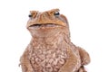 Cane Toad Royalty Free Stock Photo