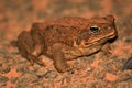 Cane Toad - Australia Royalty Free Stock Photo