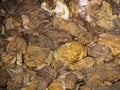 Many trapped Cane toads background