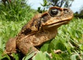 Cane Toad on the big Island Royalty Free Stock Photo