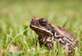 Cane toad (Bufo marinus)