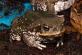 Cane Toad - Bufo marinus - also known as a giant neotropical or marine toad