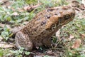 Cane Toad Royalty Free Stock Photo