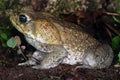 Cane toad in Costa Rica Royalty Free Stock Photo