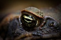 Cane toad eye Royalty Free Stock Photo