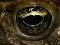 Cane Toad Eye Royalty Free Stock Photo