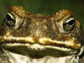 Cane Toad Face Royalty Free Stock Photo