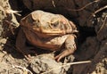cane toad. Royalty Free Stock Photo