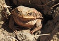 cane toad.