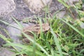Cane Toad Hiding Royalty Free Stock Photo