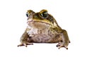 Cane toad isolated over white