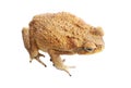 Cane toad isolated on white Royalty Free Stock Photo