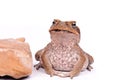 Cane Toad isolated on white background Royalty Free Stock Photo