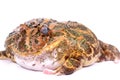 Cane Toad isolated on white background Royalty Free Stock Photo