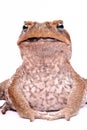 Cane Toad isolated on white background Royalty Free Stock Photo