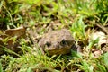 Cane Toad