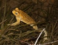 Cane toad at night . Royalty Free Stock Photo