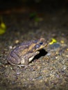 Cane Toad out hunting for food at night, taken in Costa Rica Royalty Free Stock Photo