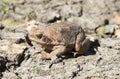 Cane toad Royalty Free Stock Photo