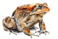 Cane toad,  Pastel-colored, in hand-drawn style, watercolor, isolated on white background Royalty Free Stock Photo