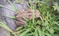 Cane Toad in the Rainforest Royalty Free Stock Photo