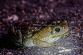 Wildlife: A Giant Toad is seen at night in the Northern Jungles of Guatemala Royalty Free Stock Photo